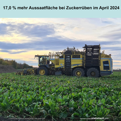 Foto: Zuckerrübenernte, auf dem Bild sieht man eine gelbe Erntemaschine, die gerade auf einem Feld Zuckerrüben erntet. 
Text: 17,0 % mehr Aussaatfläche bei Zuckerrüben im April 2024